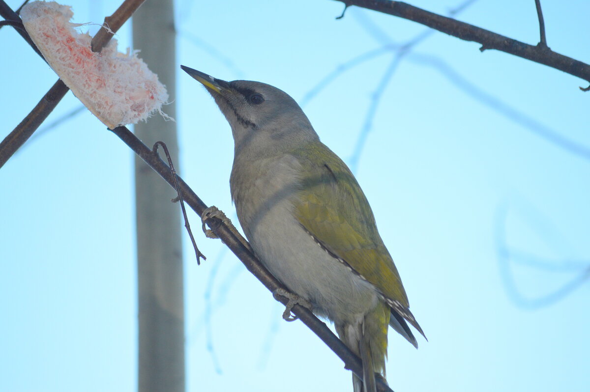 Седой дятел. Самка - Татьяна Лютаева Седой дятел. Самка - Татьяна Лютаева