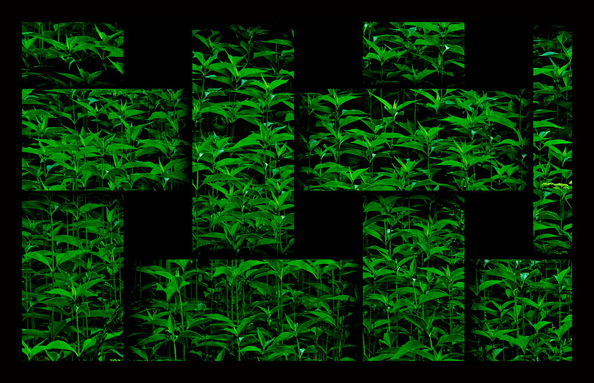 ЗЕЛЁНЫЕ МЫСЛИ - Юрий Вовк