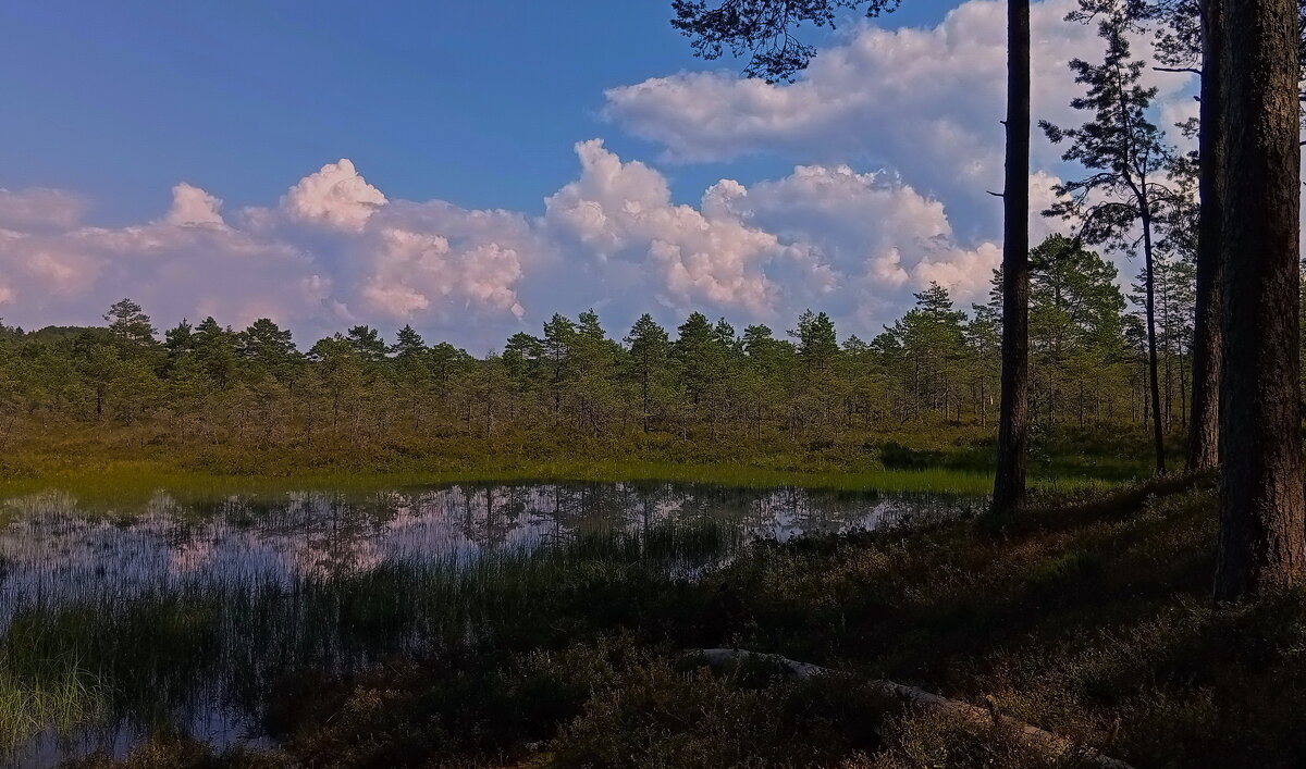 Лесные фотозарисовки .. - Татьян@ Ивановна