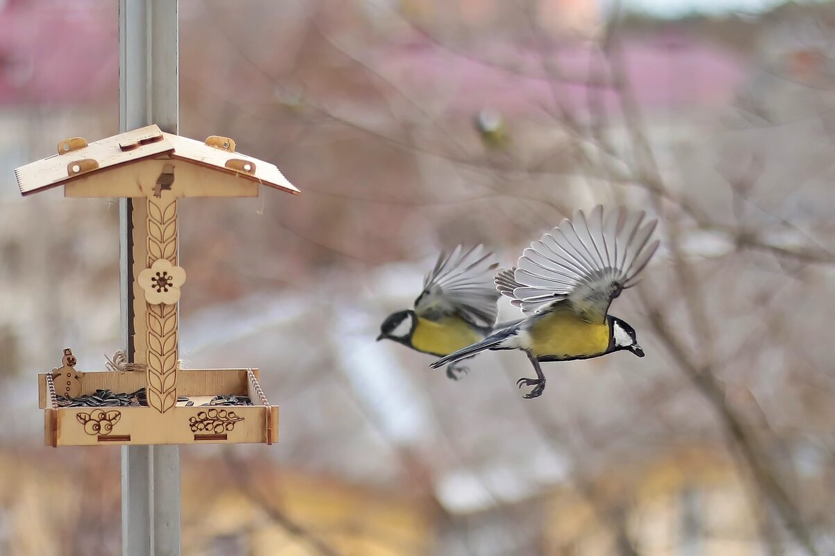 Кто куда. - Татьяна Бравая