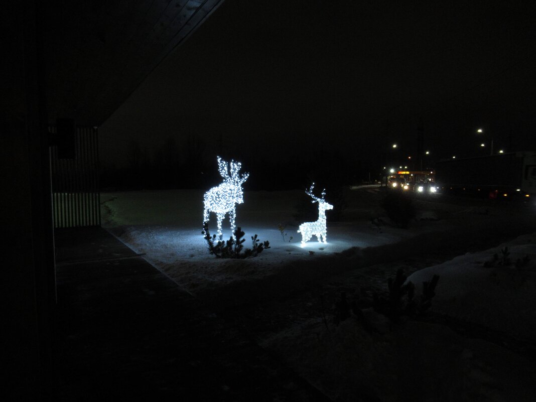 Олени ночью - Андрей Макурин
