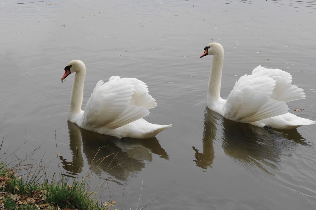 Лебеди в городском парке - Рита Симонова