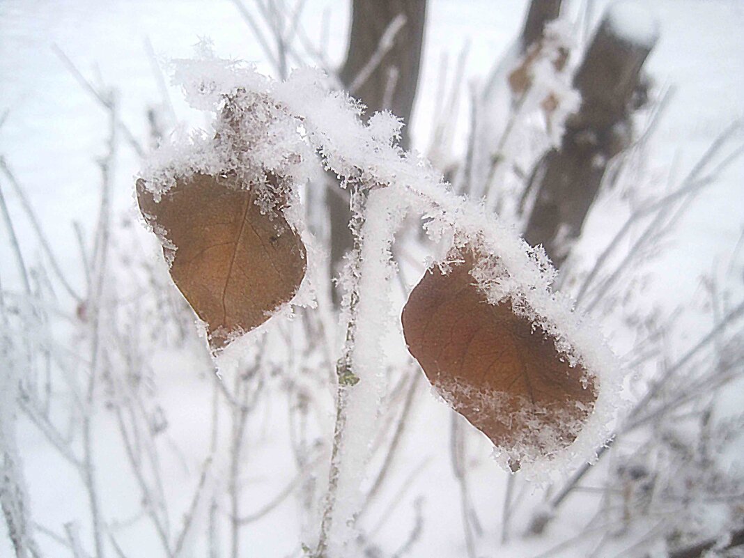 Зимние мотивы - Елена Семигина