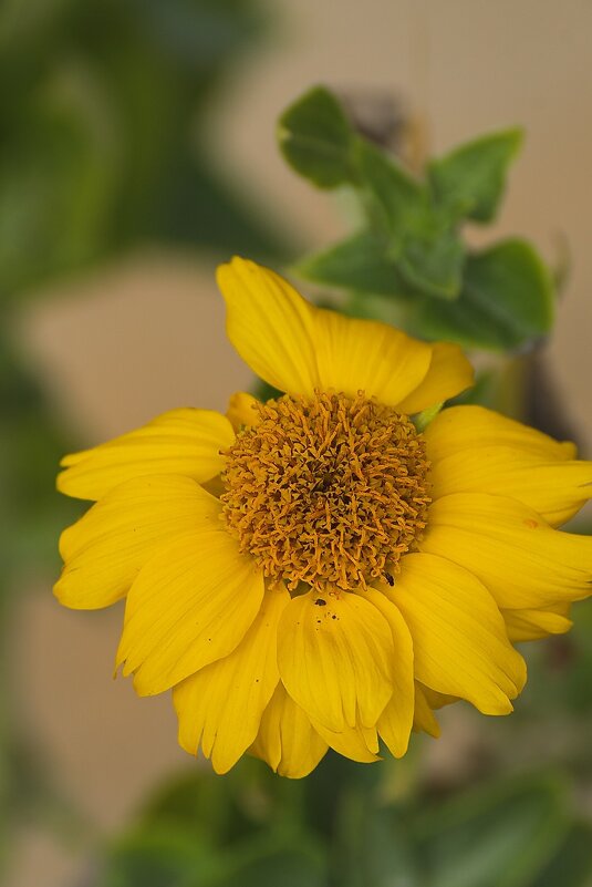 гелиопсис подсолнечниковидный - Игорь Сикорский гелиопсис подсолнечниковидный - Игорь Сикорский
