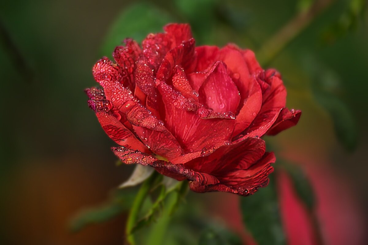 Красная розв - Игорь Сикорский Красная розв - Игорь Сикорский