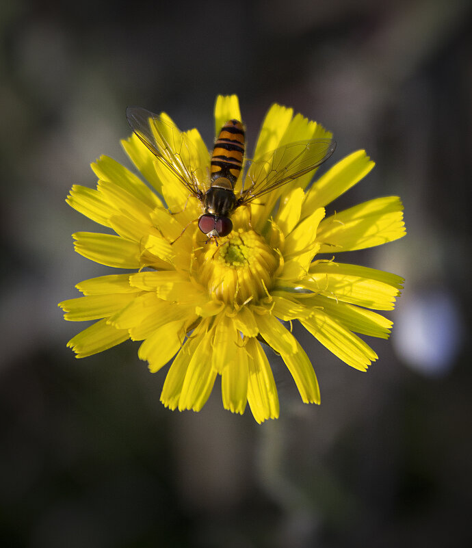 *** - Александр. AVG100 ---