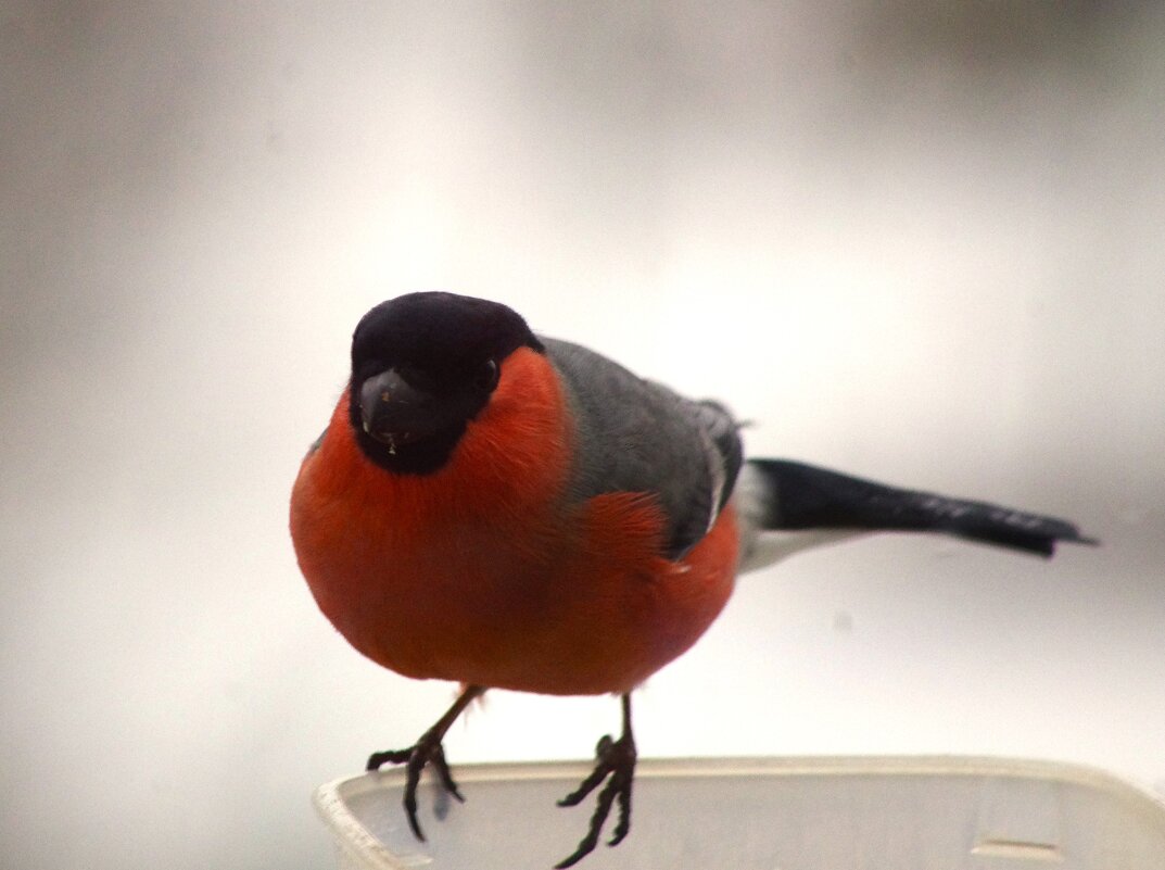 "Кормилец, не жадничай - насыпь вволю !" - Юрий Куликов