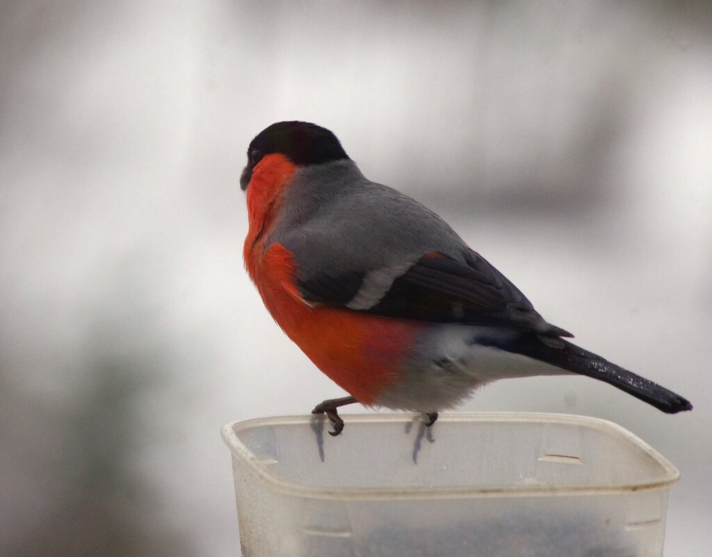 ... - Юрий Куликов ... - Юрий Куликов