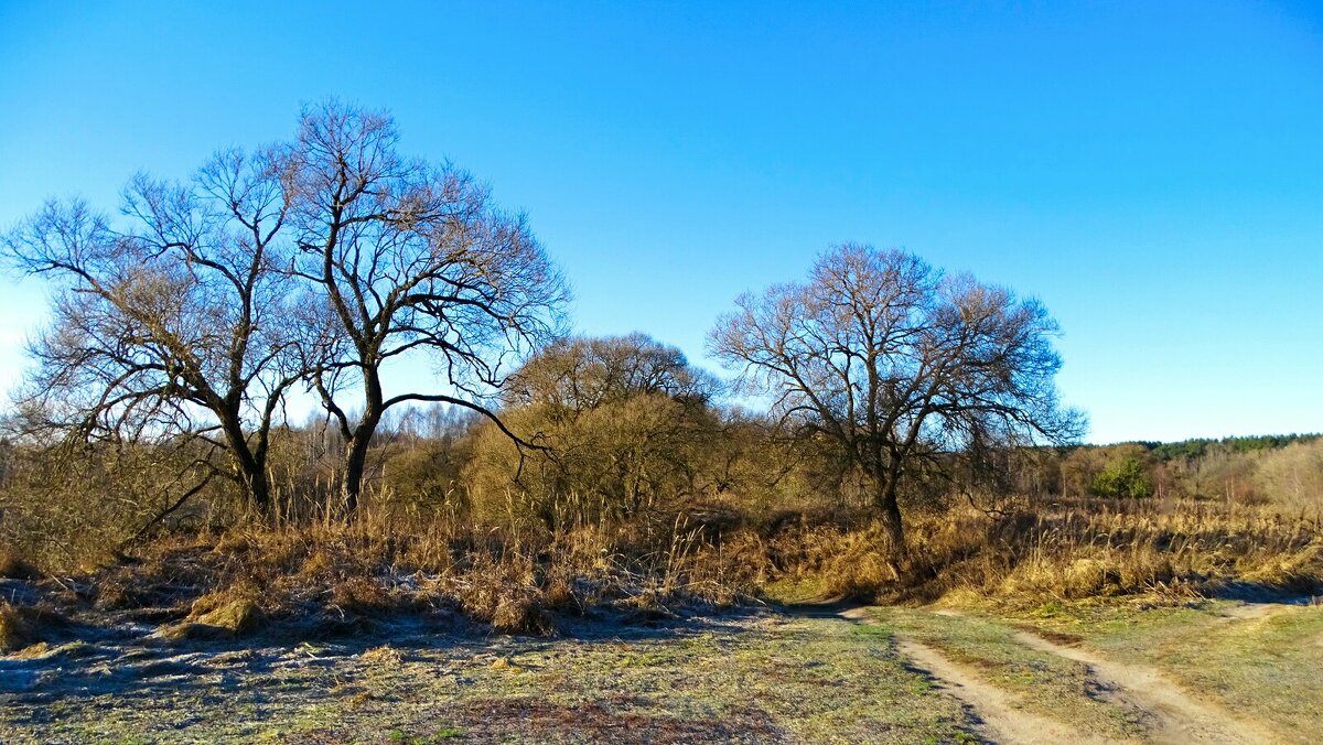 Деревья, похожие на веер. - Милешкин Владимир Алексеевич Деревья, похожие на веер. - Милешкин Владимир Алексеевич