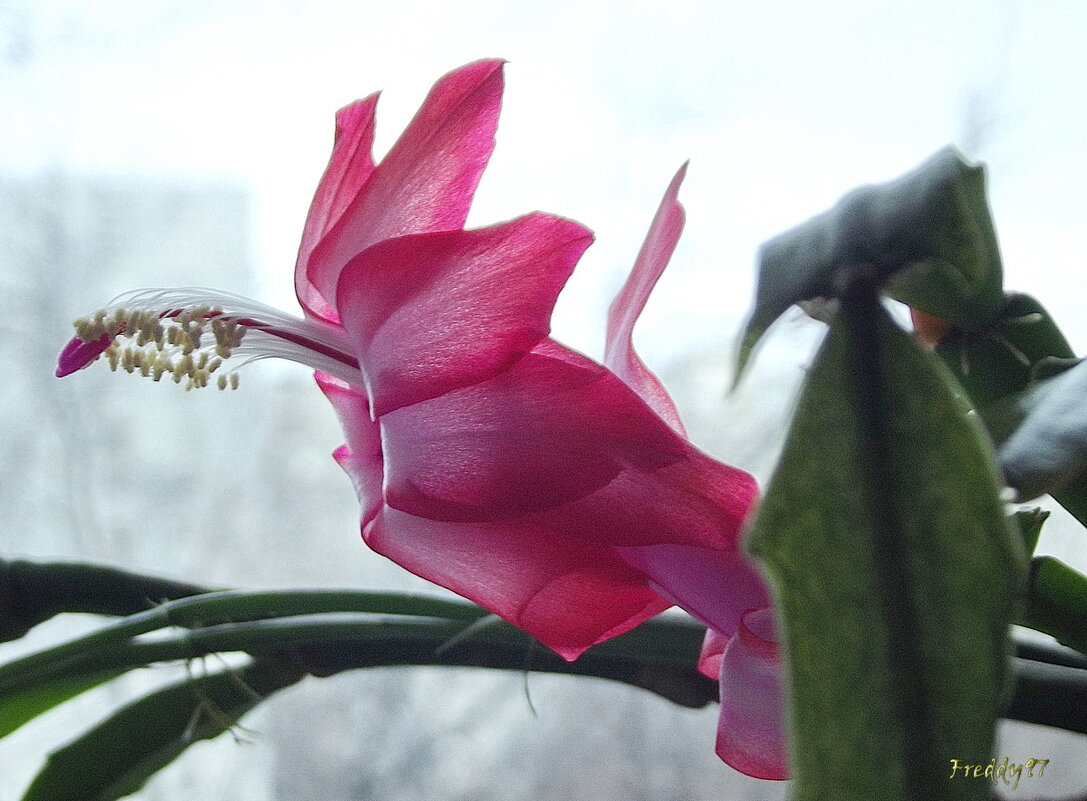 Декабрист - Freddy 97