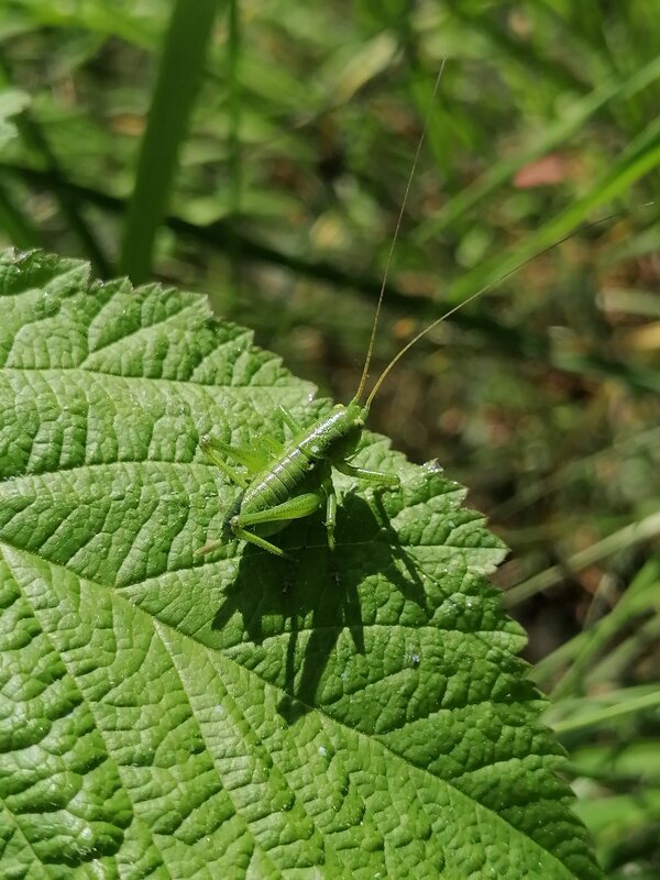 *** - Зоя Мишина *** - Зоя Мишина