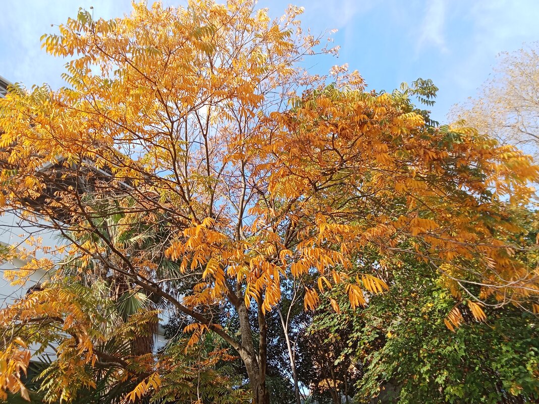 Осень в парке Ривьера - Виктор 