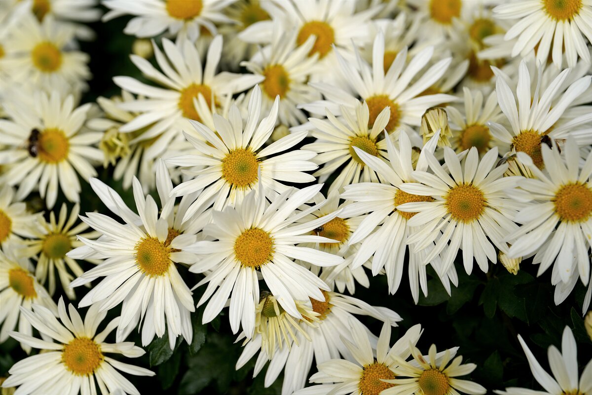 Из Никитского сада - Татьяна Тюменка Из Никитского сада - Татьяна Тюменка