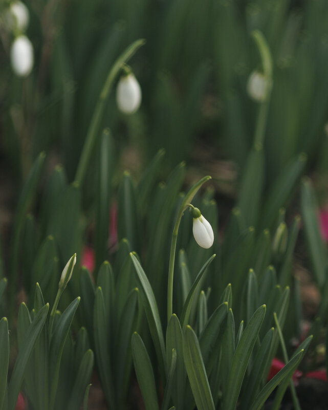 Не смогла пройти мимо! Природа решила все 12 месяцев пригласить в декабрь. 15.12.2025 г. - Светлана Тихонина Не смогла пройти мимо! Природа решила все 12 месяцев пригласить в декабрь. 15.12.2025 г. - Светлана Тихонина