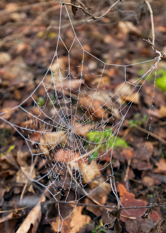 в лесу - Виталий Емельянов в лесу - Виталий Емельянов