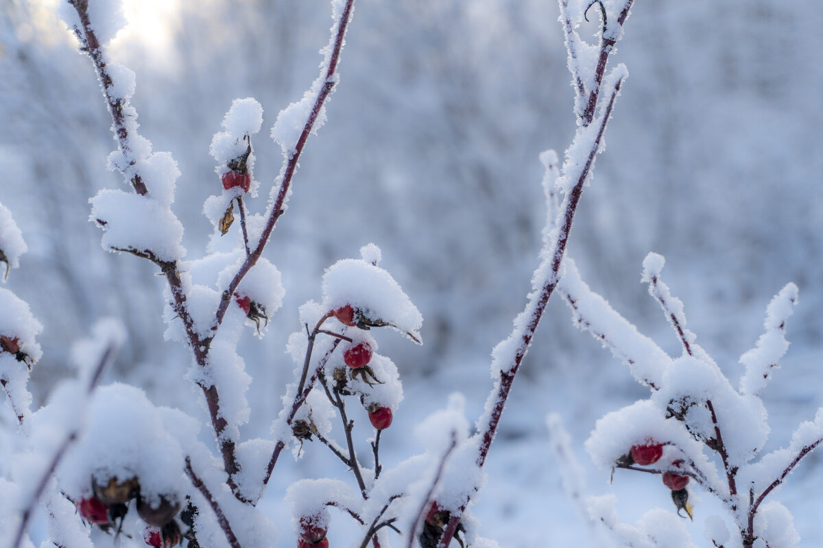 Шиповник в сахаре - Сергей Ц Шиповник в сахаре - Сергей Ц
