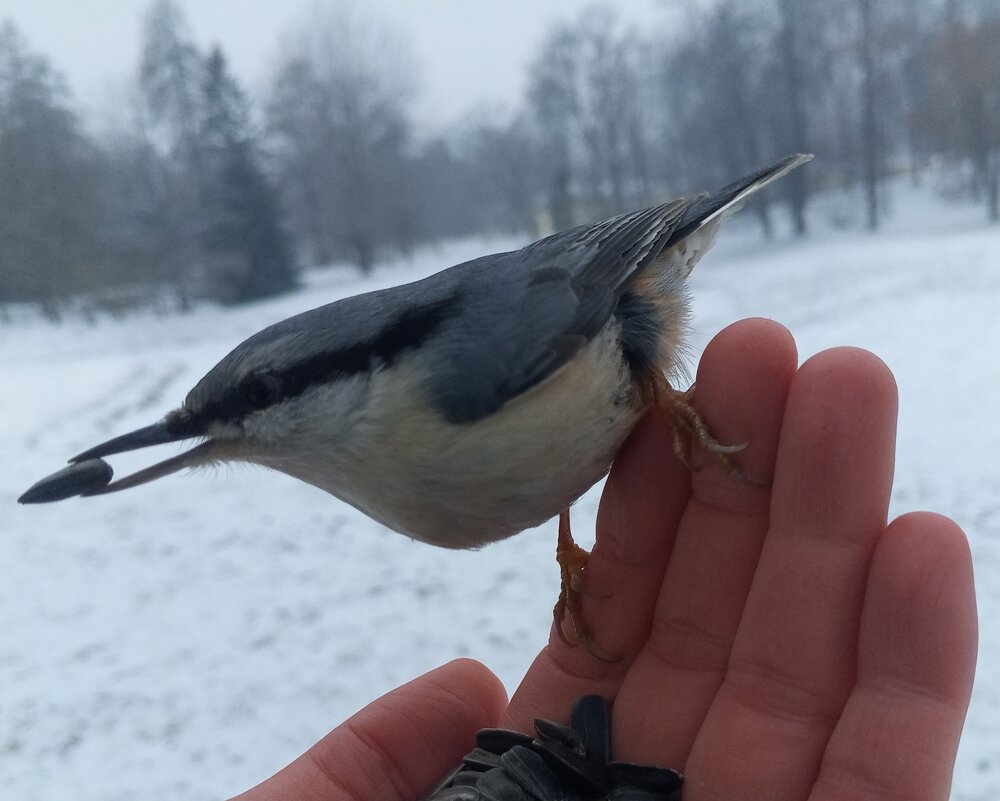 Поползень - Сапсан 
