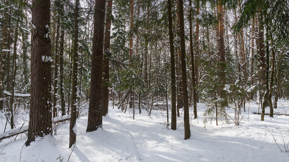Зимний лес - Владимир Лазарев Зимний лес - Владимир Лазарев