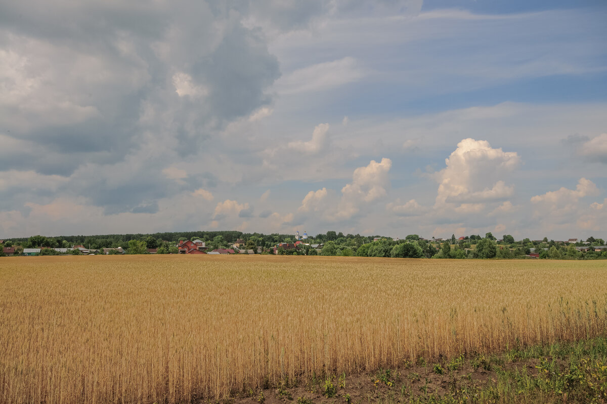 Родные поля. - Николай Родные поля. - Николай
