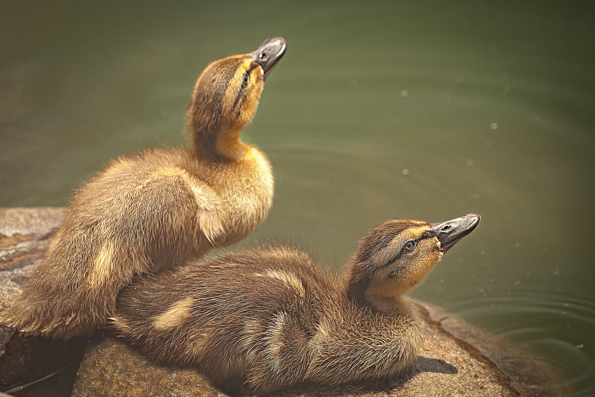 Пушистики - Svetlana Galvez Пушистики - Svetlana Galvez