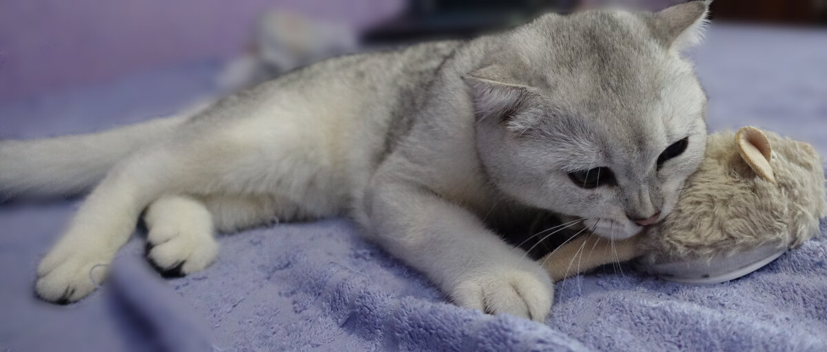 Поймал удачу за хвост). - Марина Леонидовна Поймал удачу за хвост). - Марина Леонидовна