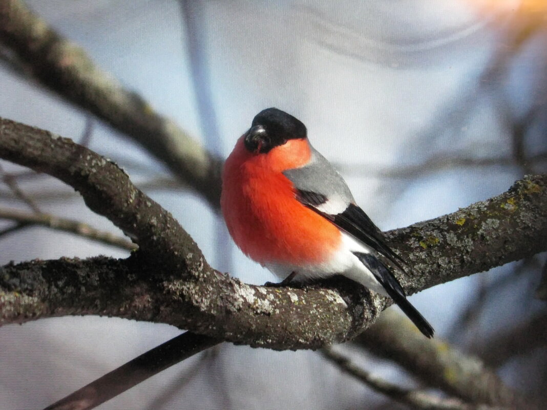 Вот и снегирь прилетел - Людмила Смородинская