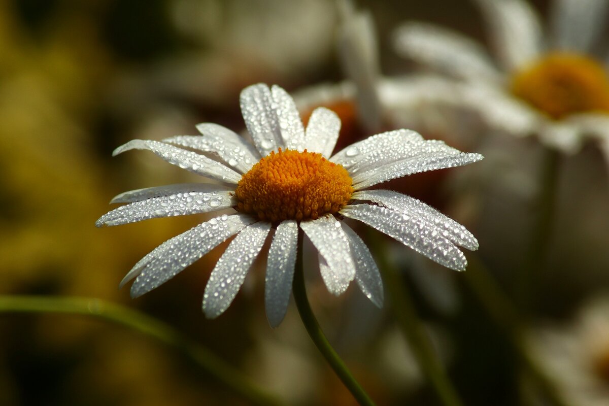 Цветы ушедшего лета - Юрий. Шмаков Цветы ушедшего лета - Юрий. Шмаков