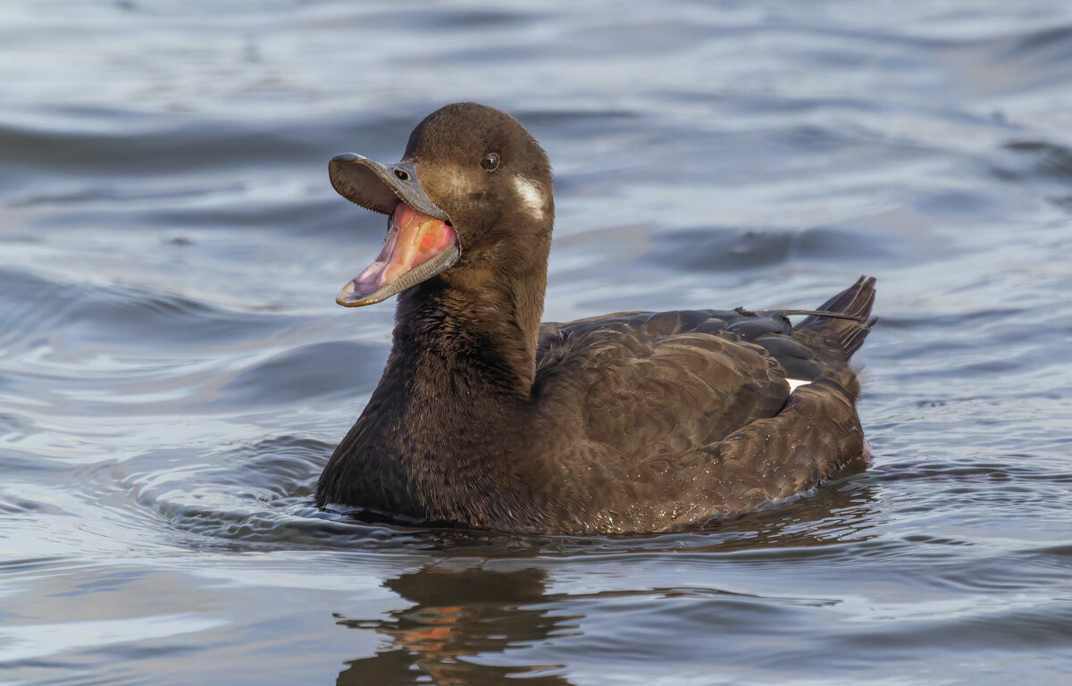 турпан. - юрий макаров