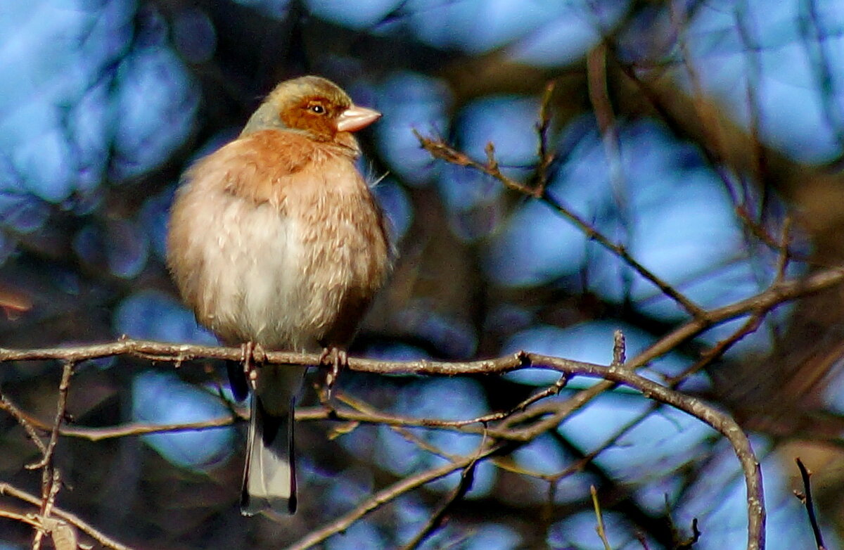 Зяблик... - Николай Саржанов
