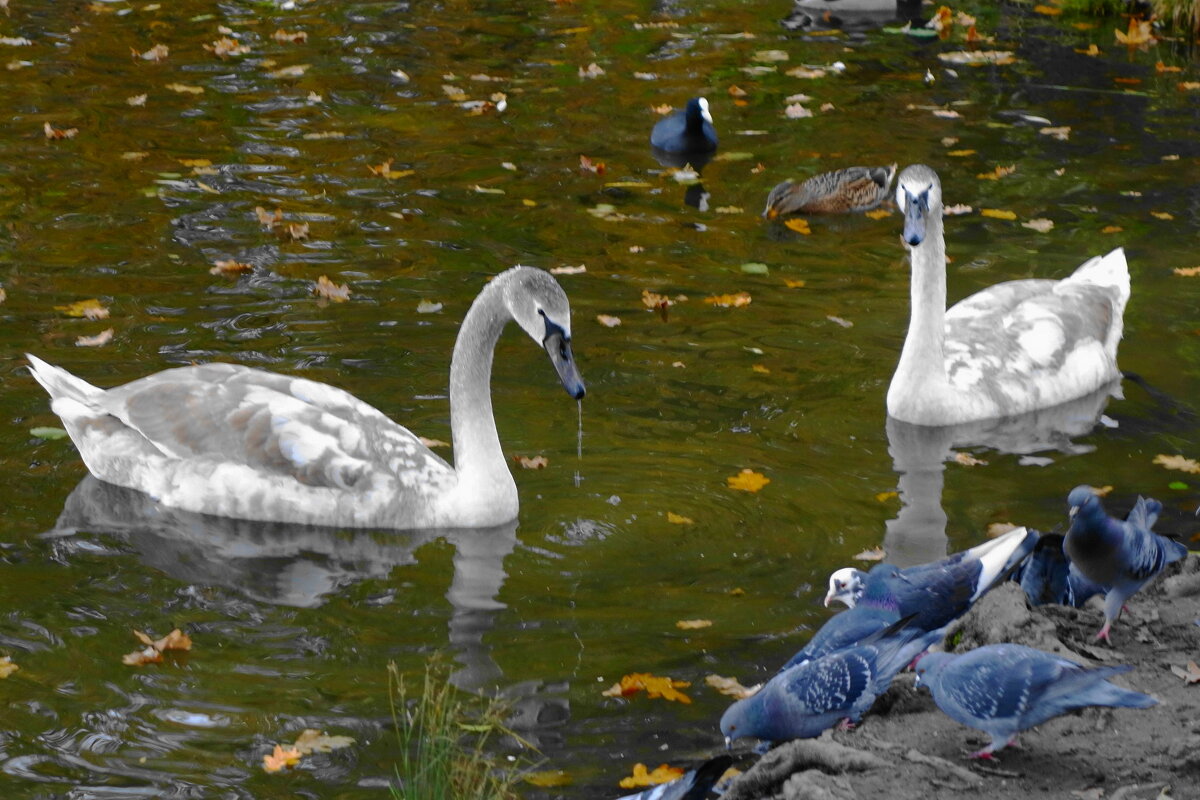 Лебеди в городском парке - Рита Симонова