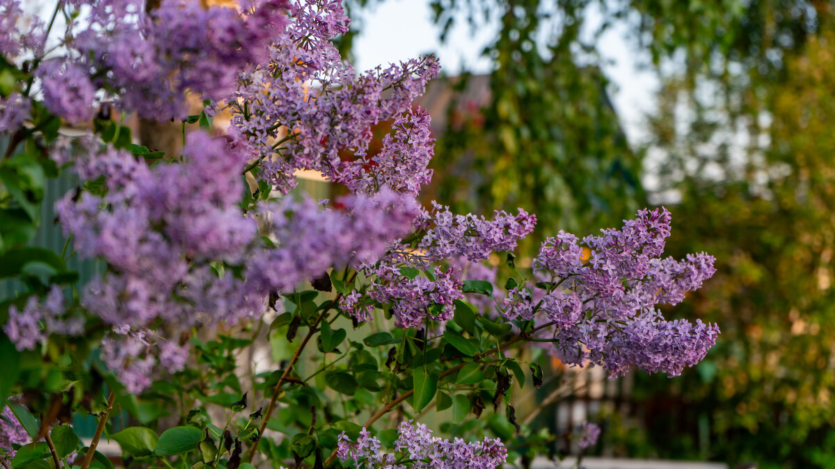Ветка сирени - Владимир Иванович