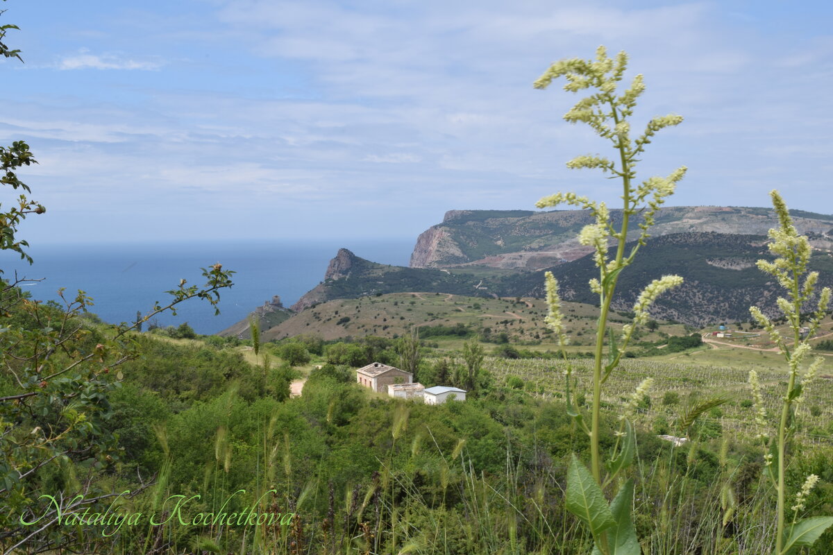Природа Крыма - Amazing Cosmea Природа Крыма - Amazing Cosmea