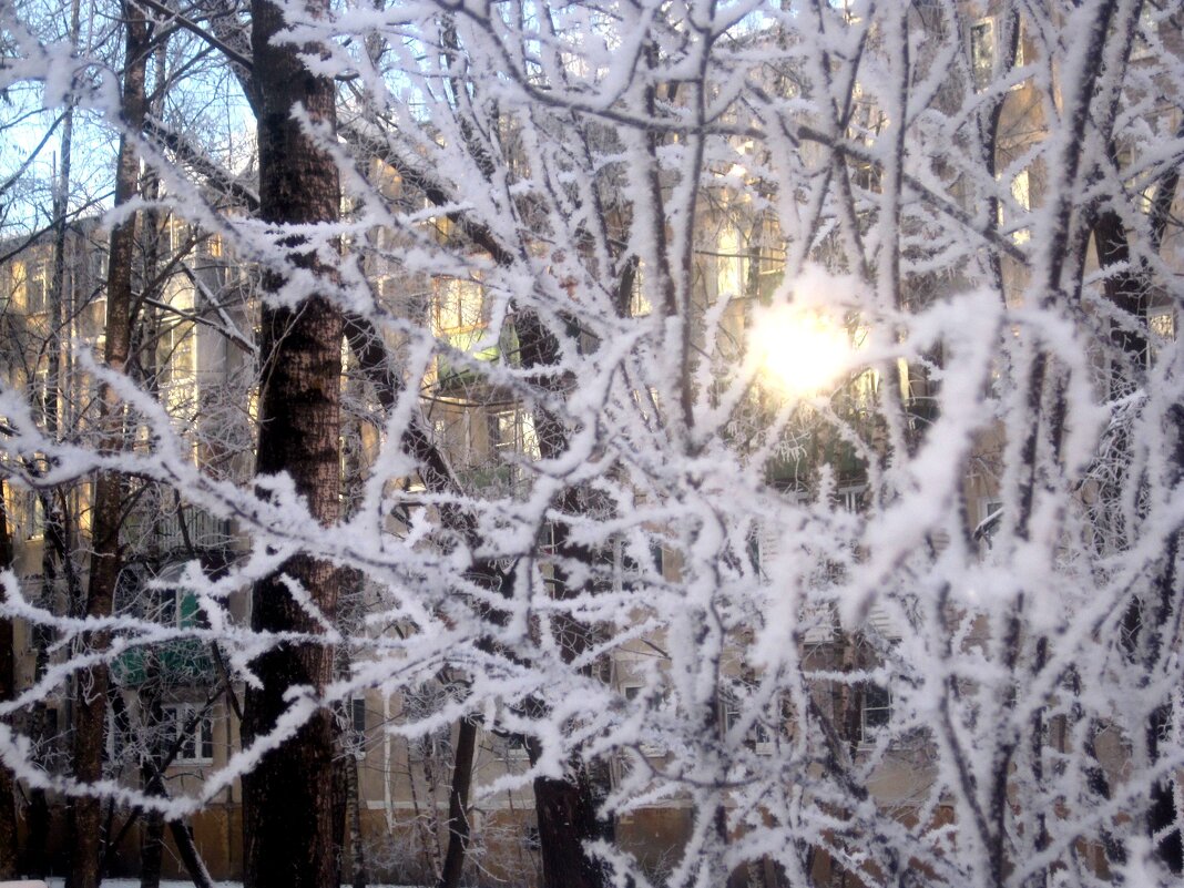 Мороз и солнце - Елена Семигина Мороз и солнце - Елена Семигина