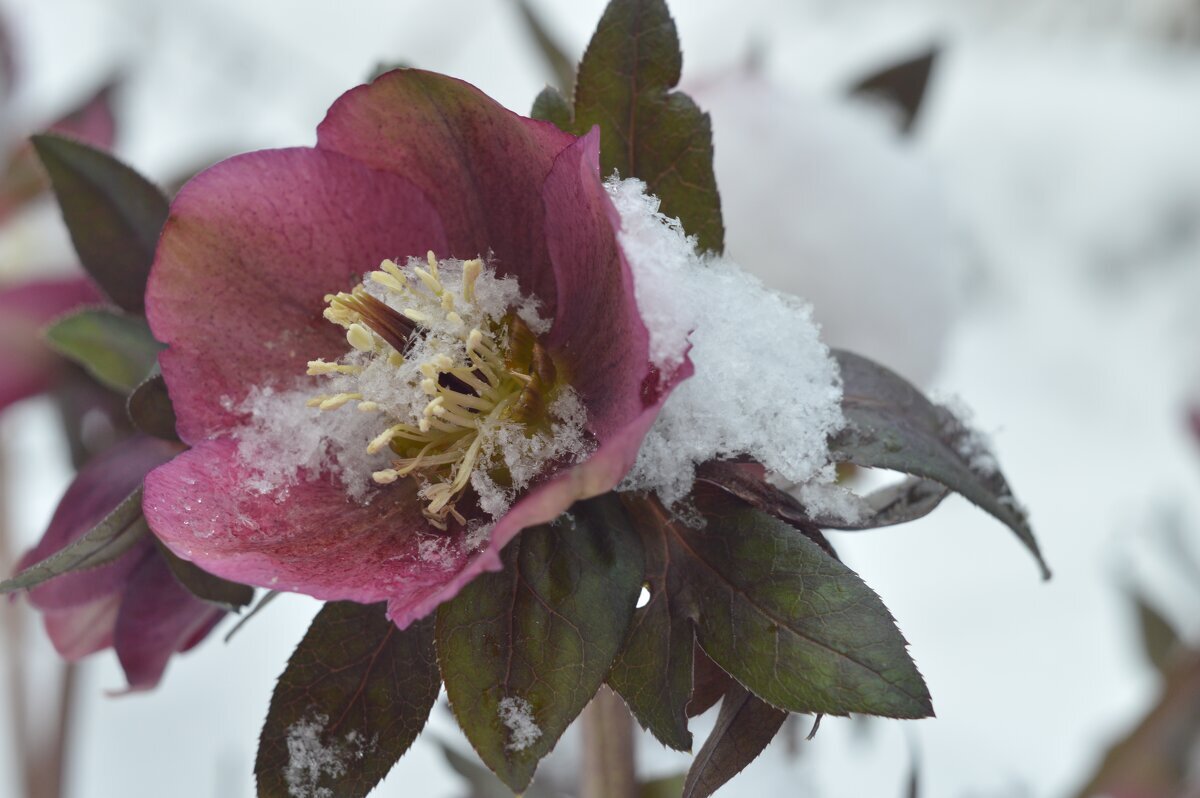 Цветёт морозник на морозе, и он подобен зимней розе... - Надежда Куркина 