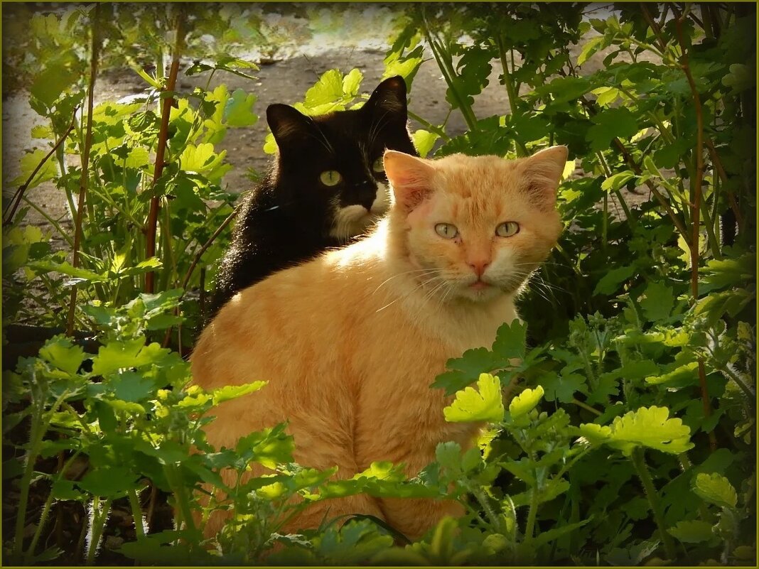 Сидим в засаде ... - Валентина Надсон