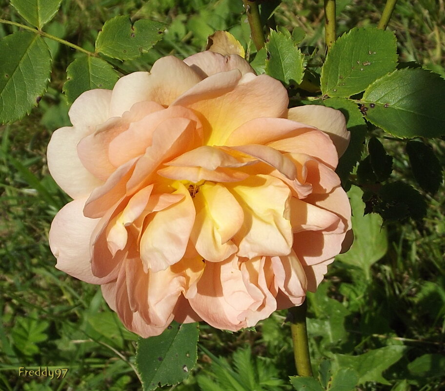 Роза - Freddy 97