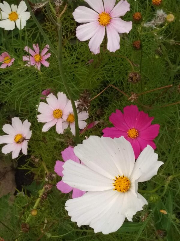 Космея - Натали 