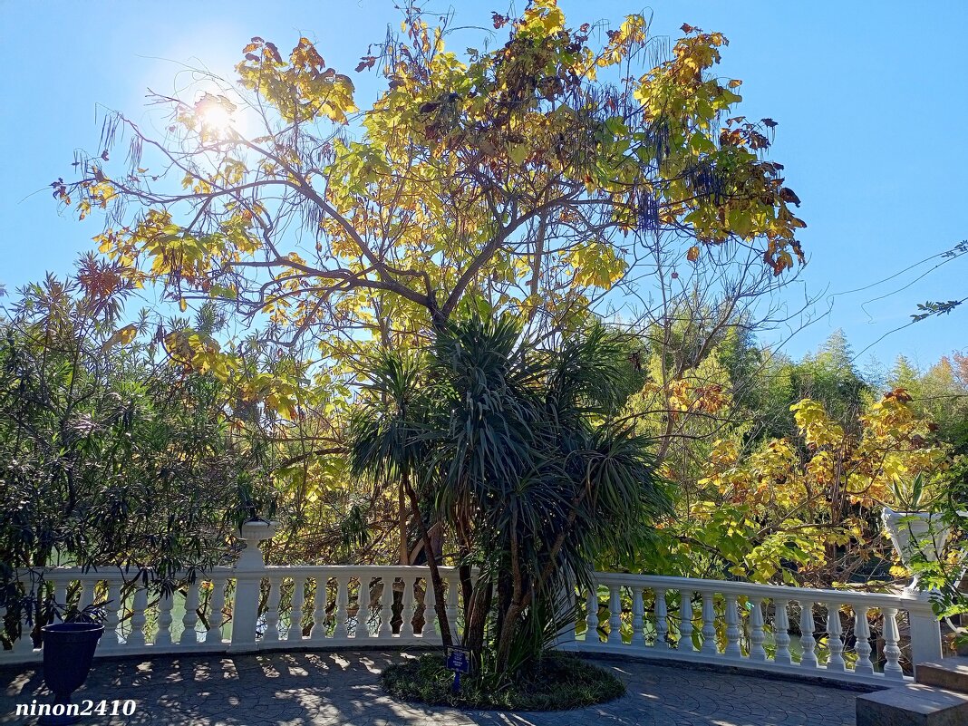 Адлер. Дендропарк "Южные культуры" - Нина Бутко Адлер. Дендропарк "Южные культуры" - Нина Бутко