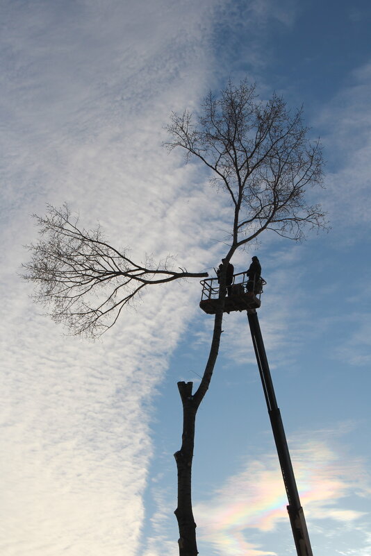 Казнь липы - Елена Минина