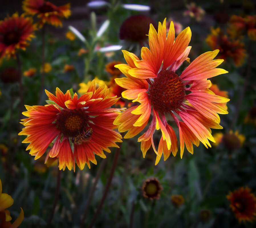 Цветы. - Александр. AVG100 --- Цветы. - Александр. AVG100 ---