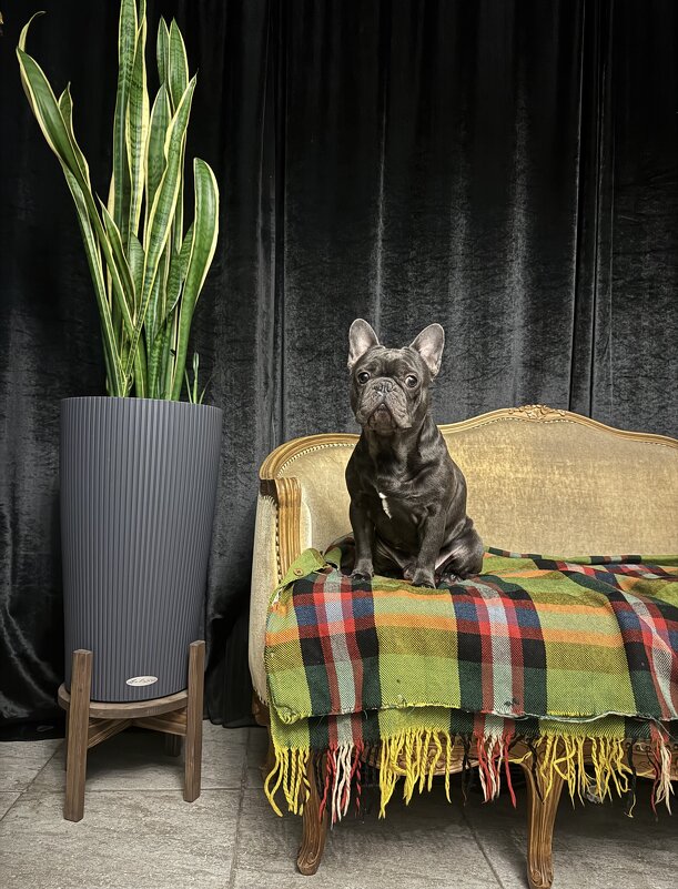 Статуэточка - Анна Камс Статуэточка - Анна Камс