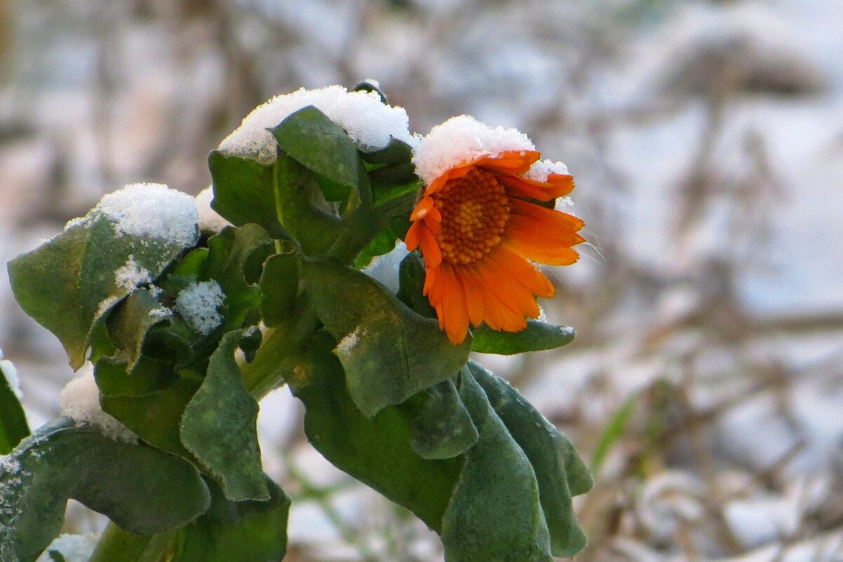 Цветы в снегу, прощальная примета... - Татьяна Смоляниченко Цветы в снегу, прощальная примета... - Татьяна Смоляниченко