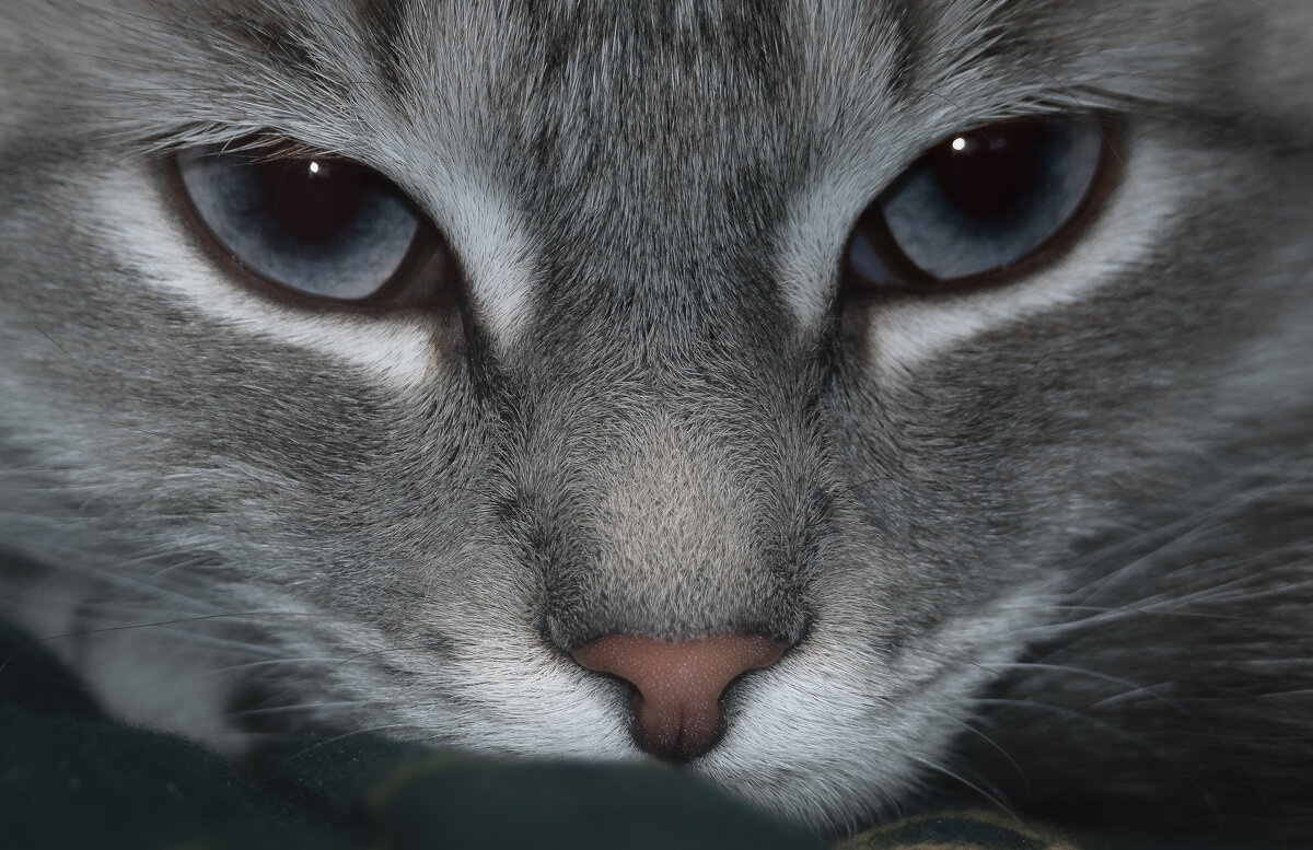 ГЛАЗА В ГЛАЗА - Володька Завитушкин