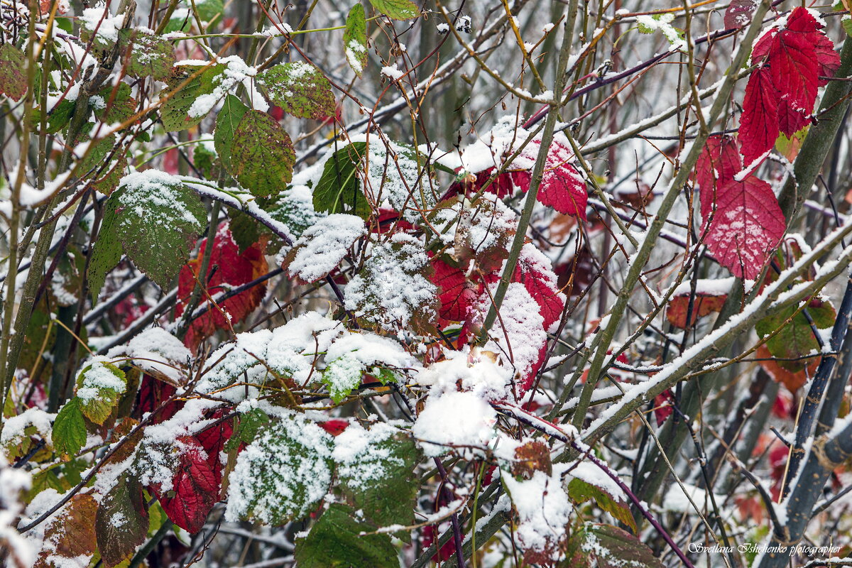 Новы Двур Мазовецки - Светлана Ищенко