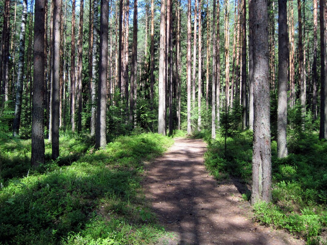 Смешанный лес. - Ирина *** Смешанный лес. - Ирина ***