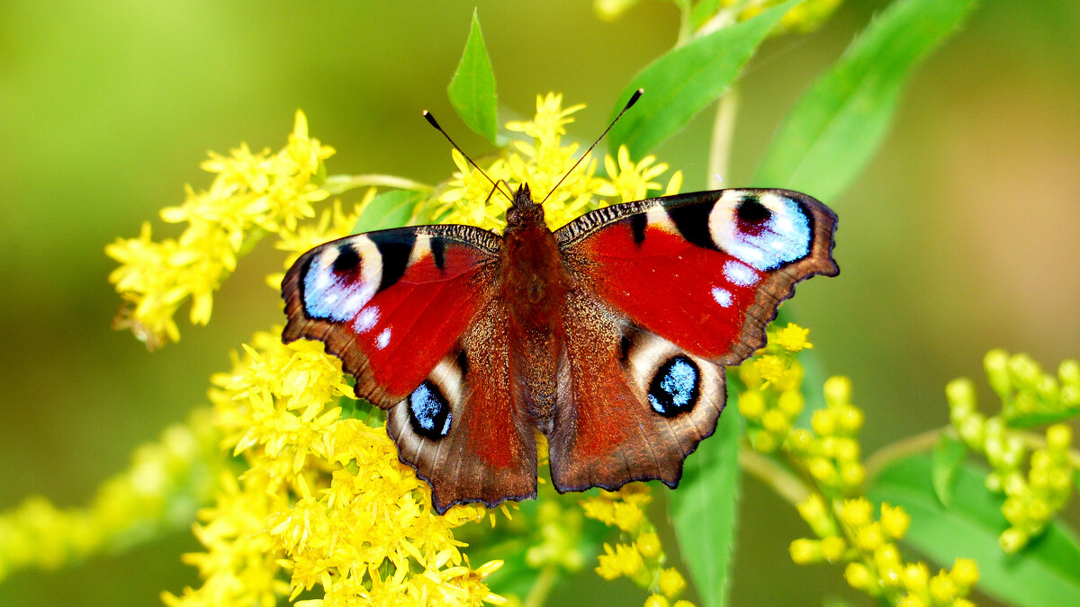 опять про бабочек...188 - Александр Прокудин опять про бабочек...188 - Александр Прокудин