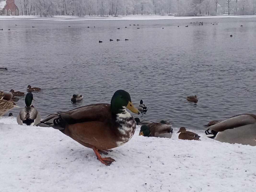 Утки - Сапсан 