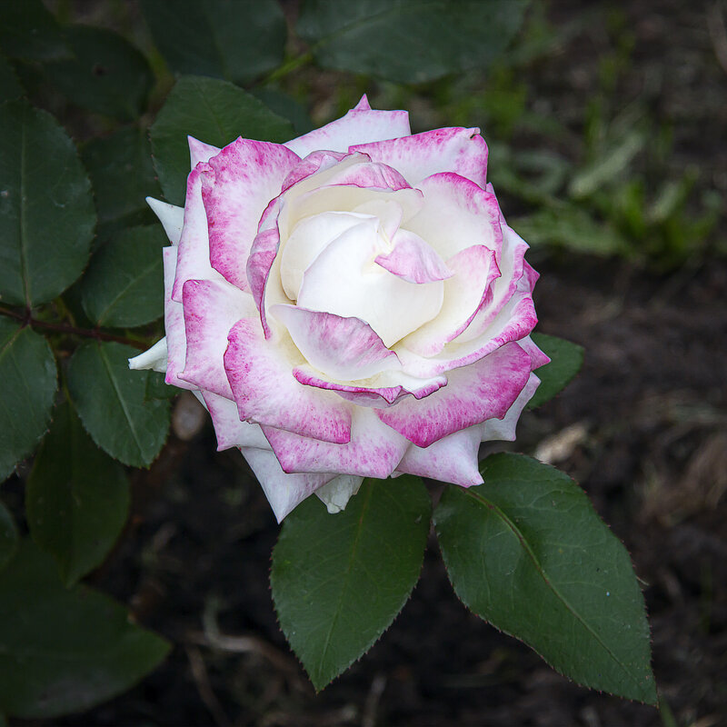 Роза чайно-гибридная «Белла Вита». - Aleksey Afonin Роза чайно-гибридная «Белла Вита». - Aleksey Afonin