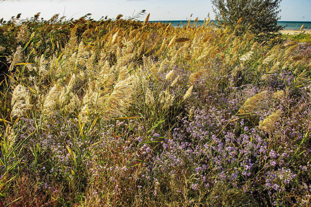 Берег Каспия - Анатолий Чикчирный