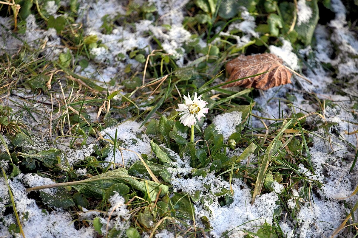 Морозостойкая - Валерий Иванович